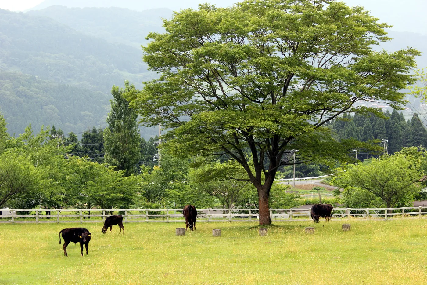 Tajima cattle grazing beneath a large tree at Hyogo Prefectural Tajima Pasture Park